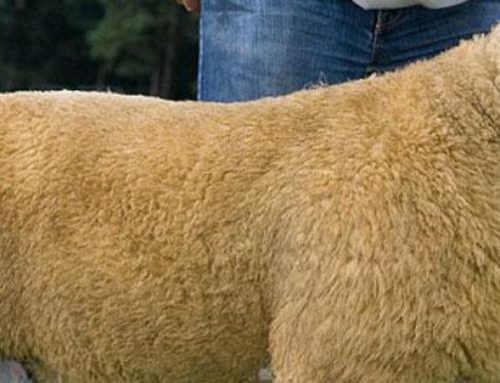 L’incroyable prix du mouton le plus cher du monde